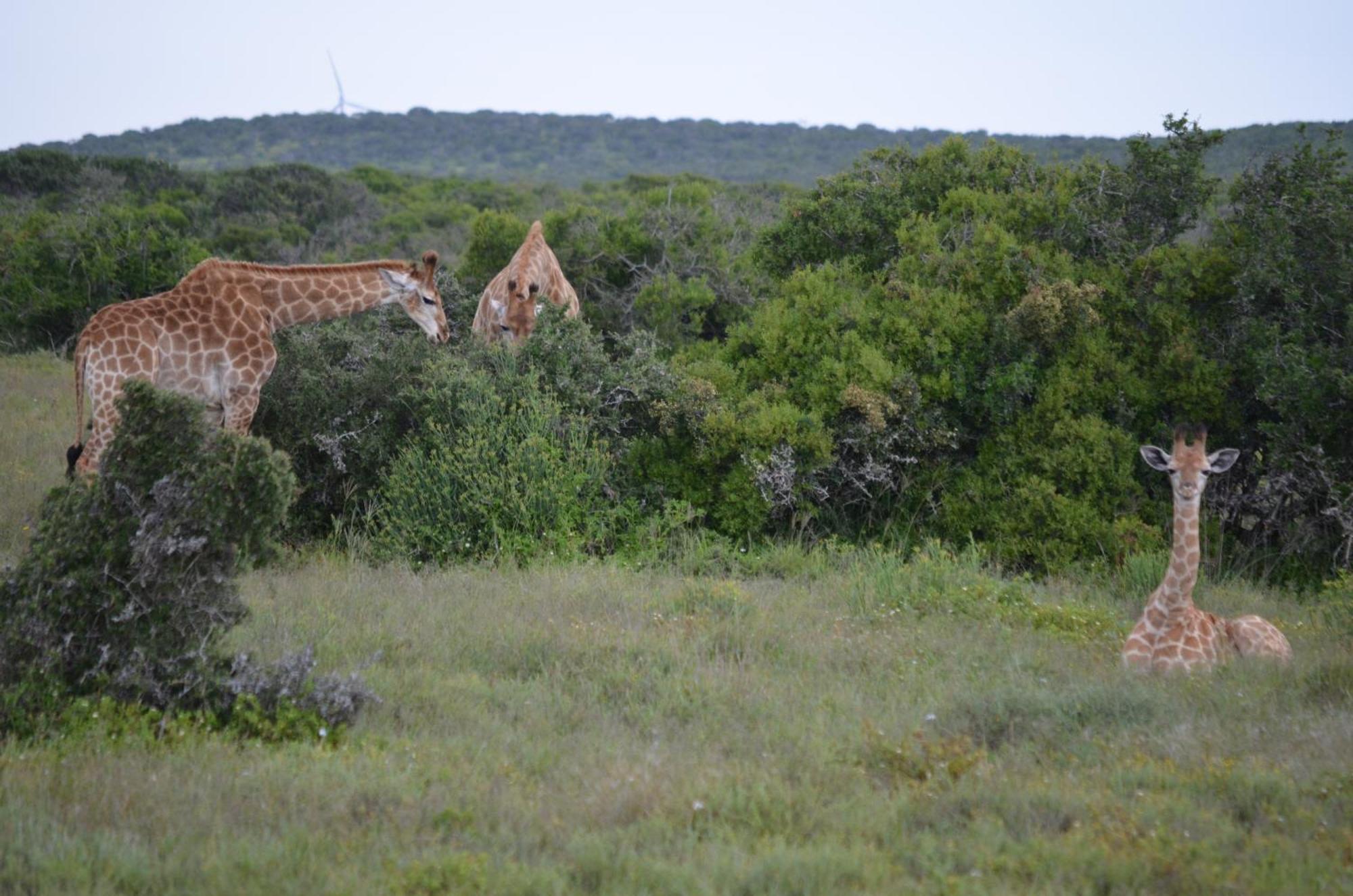 Beyond Cui Bono Otel Sunland Dış mekan fotoğraf